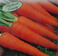 Carrot Danvers Half Long Seed Heirloom - 1 Packet