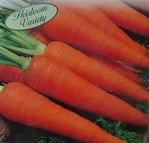 Carrot Danvers Half Long Seed Heirloom - 1 Packet