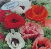 Oriental Poppy Pizzicato Mix Seed Heirloom - 1 Packet