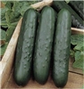 Cucumber Poinsett 76 Seed Heirloom - 1 Packet