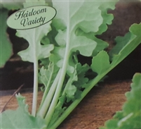 Turnip Seven Top Seed Heirloom - 1 Packet