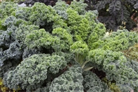 Kale Vates Dwarf Blue Curled Seed Heirloom - 1 Packet