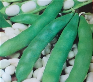 Garden Beans Henderson's Lima Seed - 1 Packet