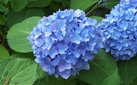 Hydrangea 7" Floral Plant