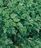 Parsley Dark Green Italian Seed - 1 Packet