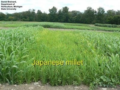 Japanese Millet Seed - 5 Lbs.