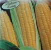 Sweet Corn Kandy Korn Seed Heirloom - 1 Packet