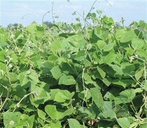 LabLab Food Plot Seed - 25 Lbs.