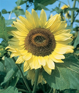 Sunflower Lemon Queen Seed - 1 Packet