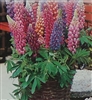 Lupines Minarette Dwarf Mixed Colors Seed - 1 Packet