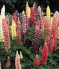 Lupines Russell Perennial Hybrid Mixed Colors Seed Heirloom- 1 Packet