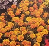 Marigold Sparky Mixed Colors Seed - 1 Packet