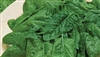 Spinach Melody Seed Hybrid - 1 Packet