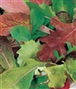 Lettuce Mesclun Blend Seed Heirloom - 1 Packet