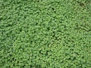 Micro Clover Seed - 25 Lbs.