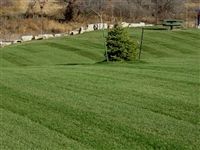 Midnight Kentucky Bluegrass Seed - 25 Lbs.