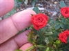 Mini Roses - 1 Gallon