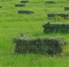 Moxie Teff Grass Seed - 25 Lbs.