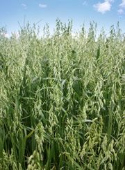 Naked Oats Seed - 20 Lbs.