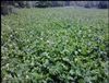 Osceola Ladino Clover Seed - 20 Lbs.