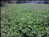 Osceola Ladino Clover Seed