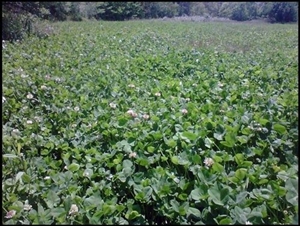 Osceola Ladino Clover Seed - 5 Lbs.