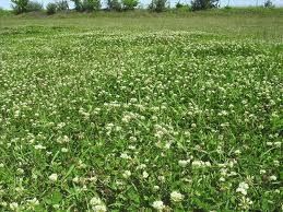 Osceola Ladino Clover Seed  (Dormale) - 20 Lbs.