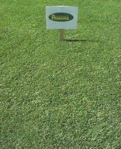 Panama Bermuda Grass Seed - 1 Lb