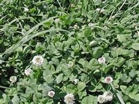 Patriot White Clover Seed - 1 Lb.