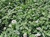 Patriot White Clover Seed - 10 Lbs.