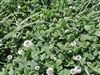 Patriot White Clover Seed - 20 Lbs.