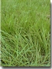 Pensacola Bahia Grass Seed (Coated) - 25 Lbs.