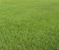 Pensacola Bahia Pasture Grass Seed - 1 Lb.