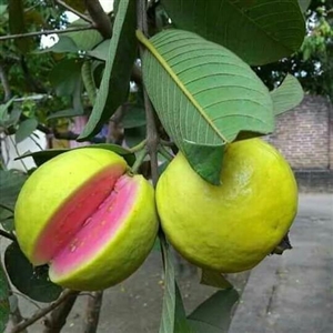 (Delayed Shipping) Pink Guava Tree 1 Gallon