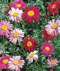 Pyrethrum Daisy Robinsons Mixture Seed - 1 Packet