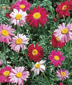 Pyrethrum Daisy Robinsons Mixture Seed - 1 Packet