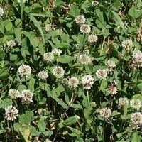 Regal Ladino Clover Seed - 20 Lbs.