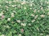 Renovation White Clover Seed - 1 Lb.