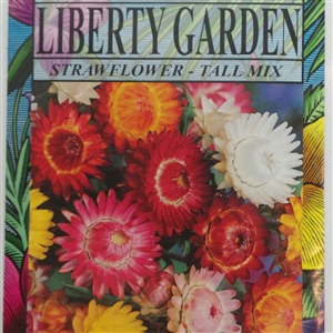 Strawflower - Tall Mix - 1 Packet