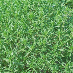 Summer Savory Seeds - 1 packet