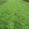 Tiffany Teff Grass Seed - 20 Lbs.