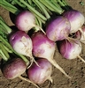 Turnip Seed Purple Top White Globe - 1 Lb.