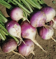 Turnip Seed Purple Top White Globe - 10 Lbs.