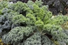 Kale Vates Dwarf Blue Curled Seed - 1 Packet