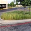 Weeping Lovegrass Seed - 50 Lbs.