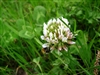 White Dutch Clover Seed Coated & Inoculated 1 Lb