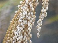 White Proso Millet Seed - 5 Lbs.