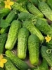 Cucumber Wisconsin SMR 58 Seed Heirloom - 1 Packet