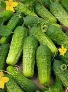 Cucumber Wisconsin SMR 58 Seed Heirloom - 1 Packet
