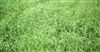 Wrangler Bermuda Grass Seed - 10 Lbs